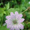 Geranium versicolor fleur